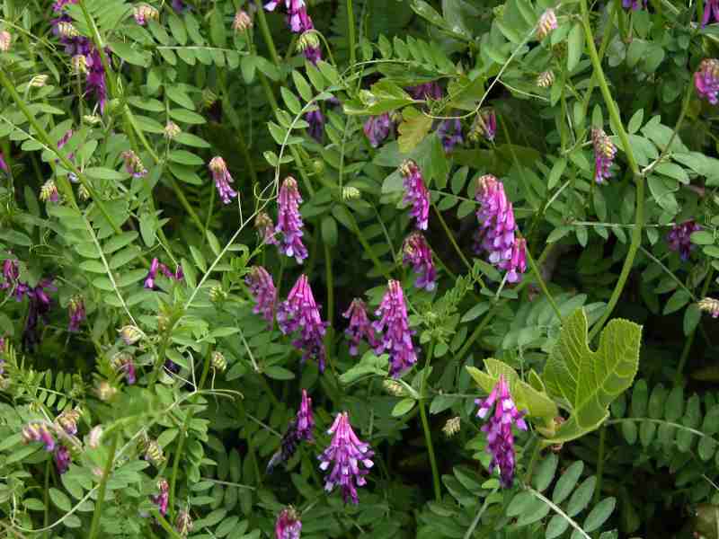 Vicia villosa subsp. varia